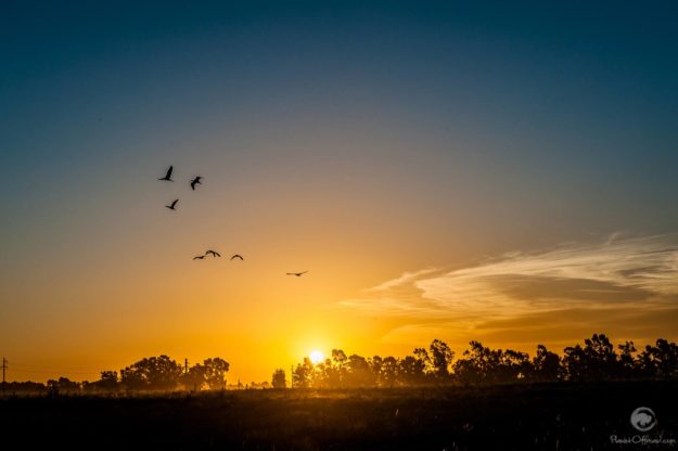 birds dancing in the sun